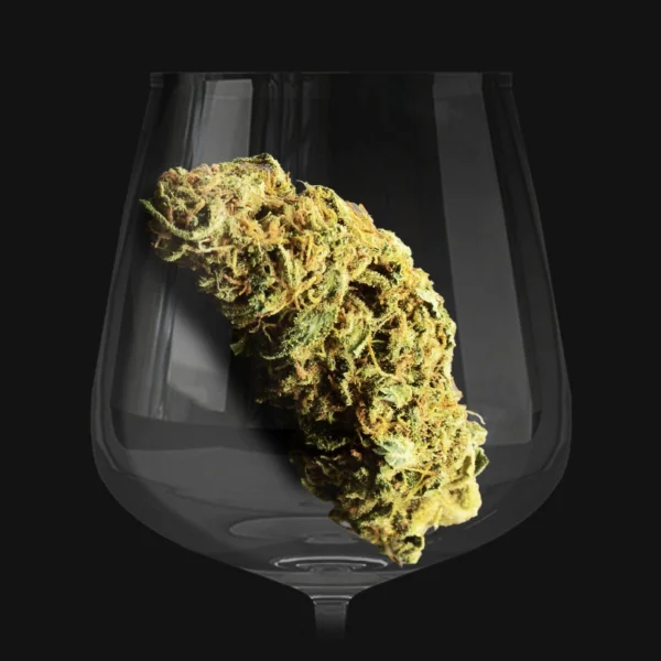Fleur de la variété Combet Dream
