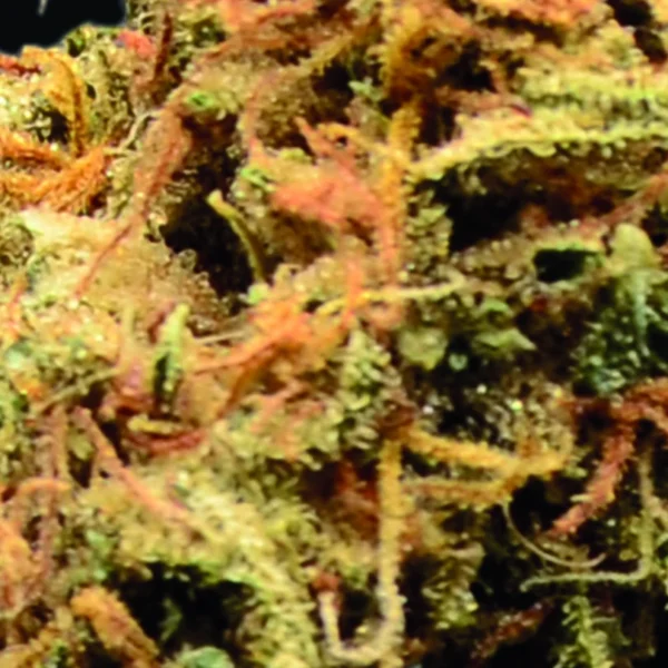 Combet Dream 16% by Combet Dream CBD – Image 3