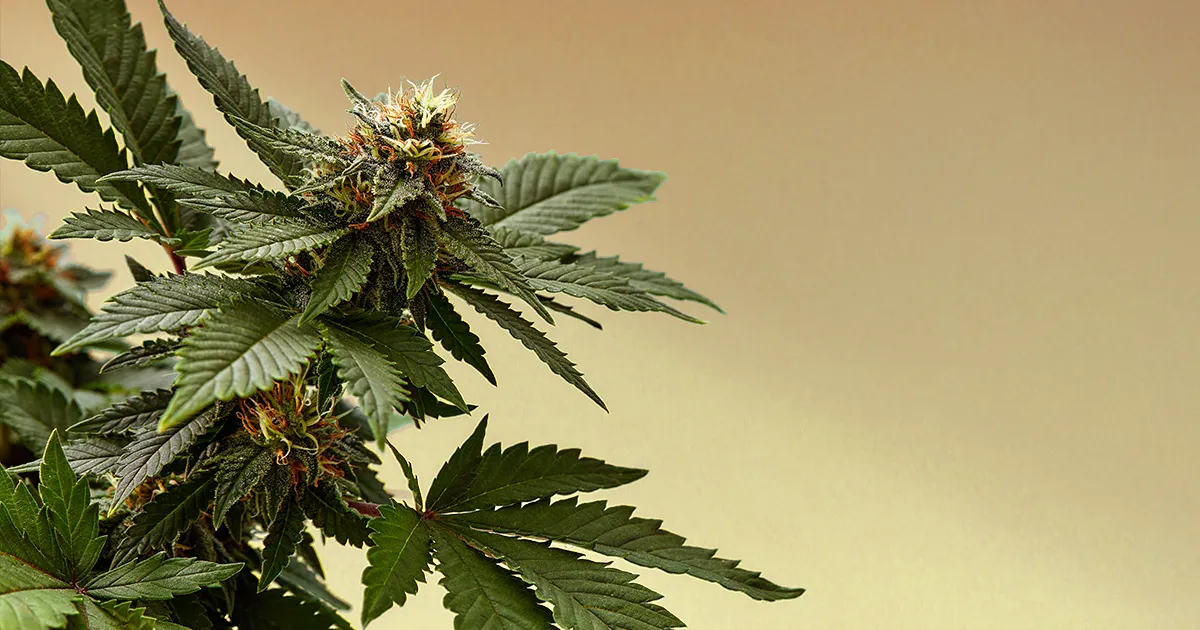 Plante de Cannabis, CBD sur un fond jaune