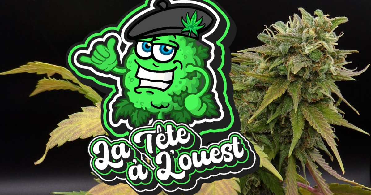Logo La tête à l'Ouest avec en arrière plan un gros plan sur une fleur de CBD en cours de culture